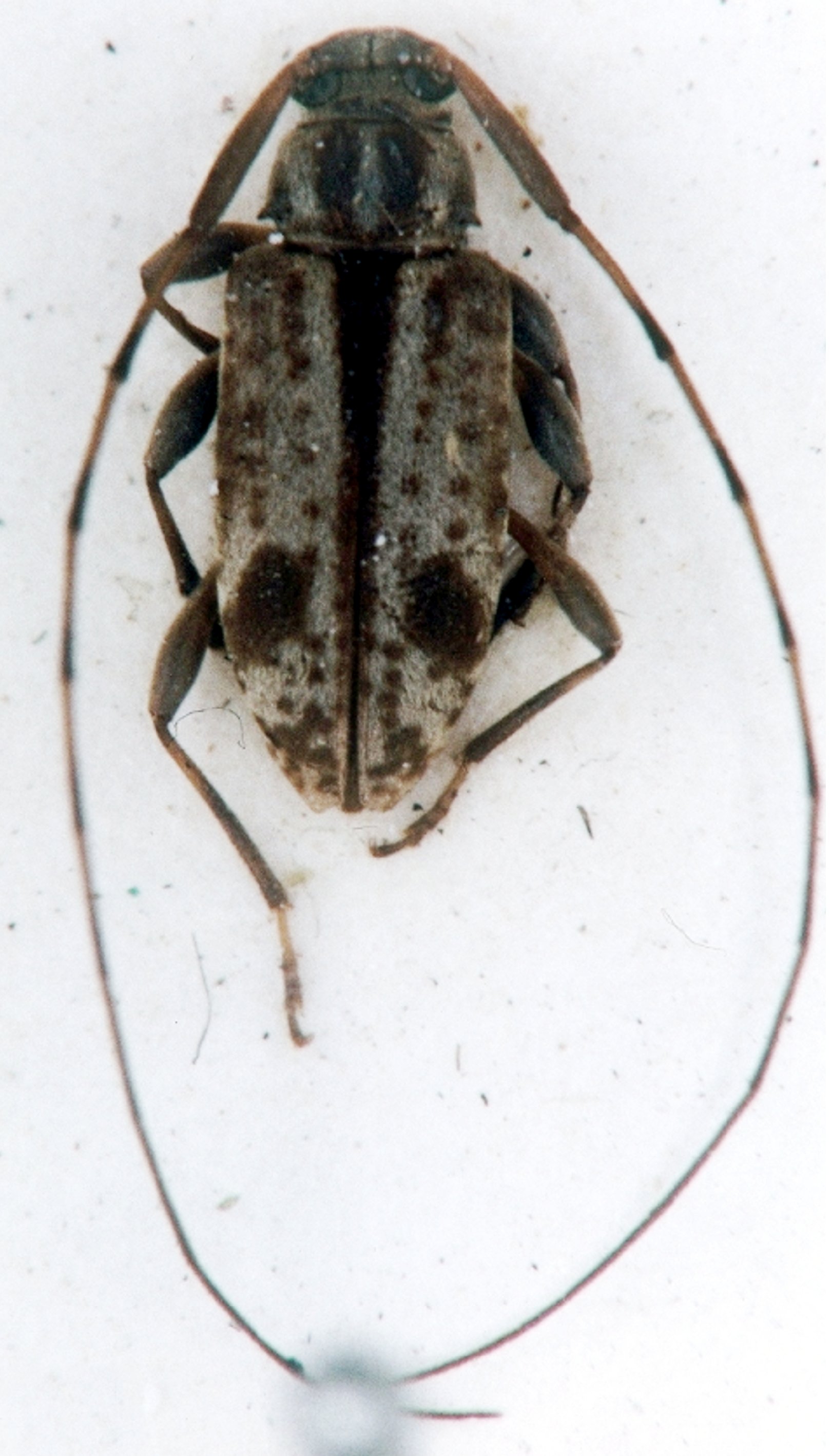 Cerambycidae Species Details