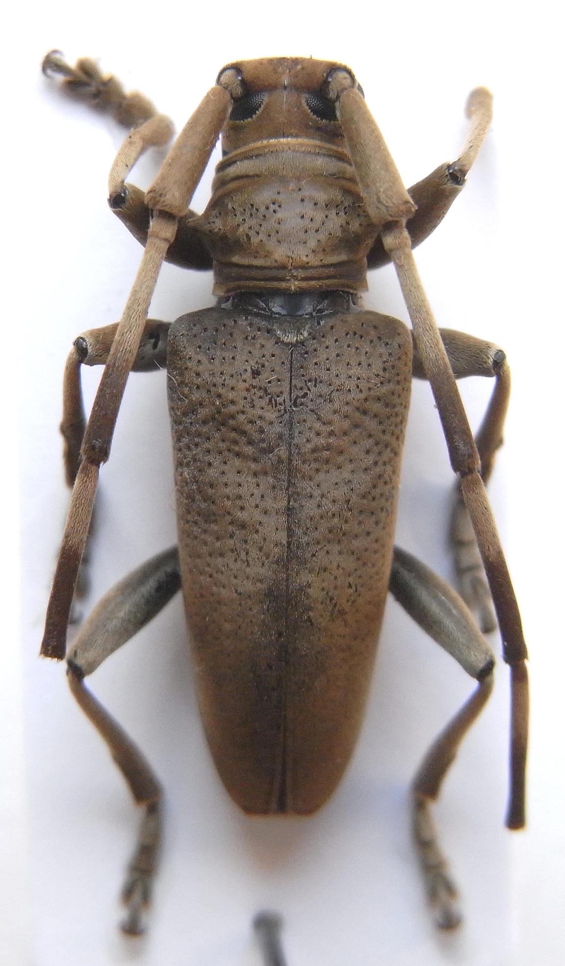 Cerambycidae Species Details