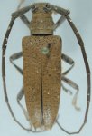 Cerambycidae Genus Thumbnails