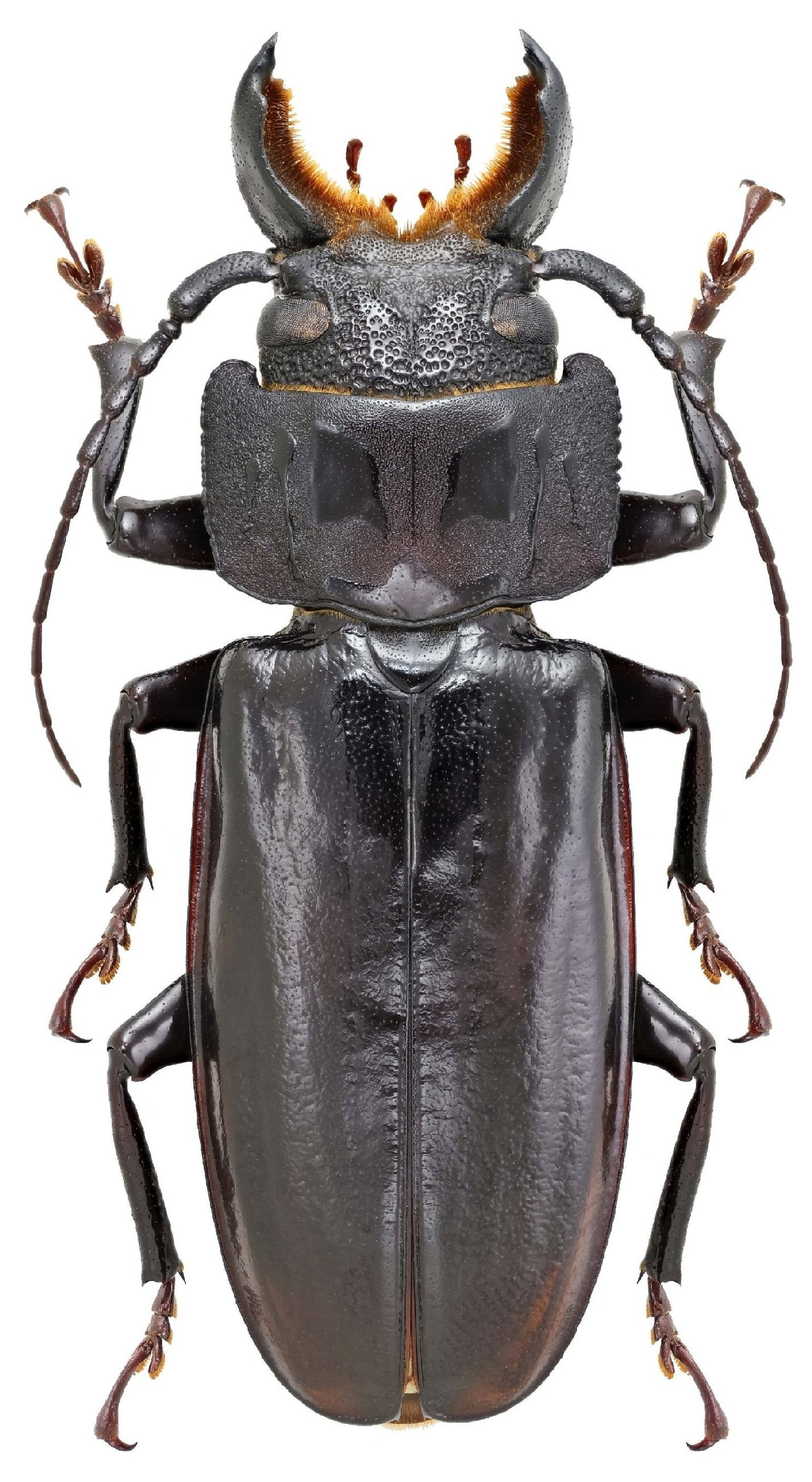 Cerambycidae Genus Thumbnails