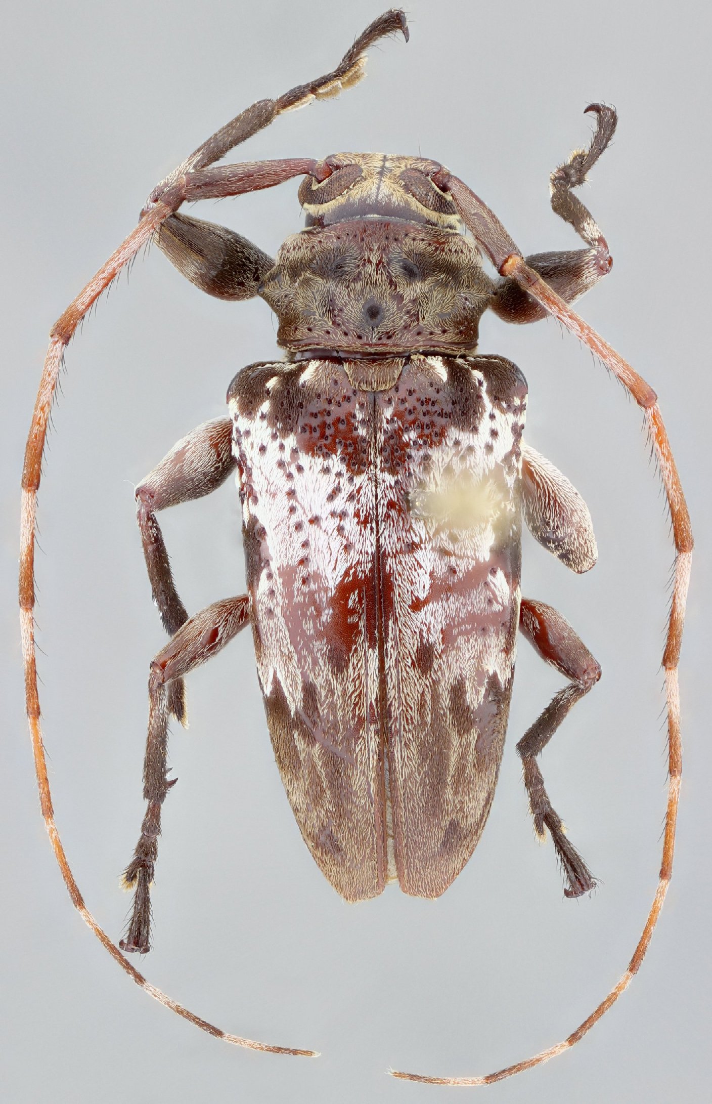 Cerambycidae Genus Thumbnails