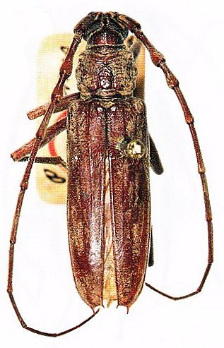 Cerambycidae Genus Thumbnails