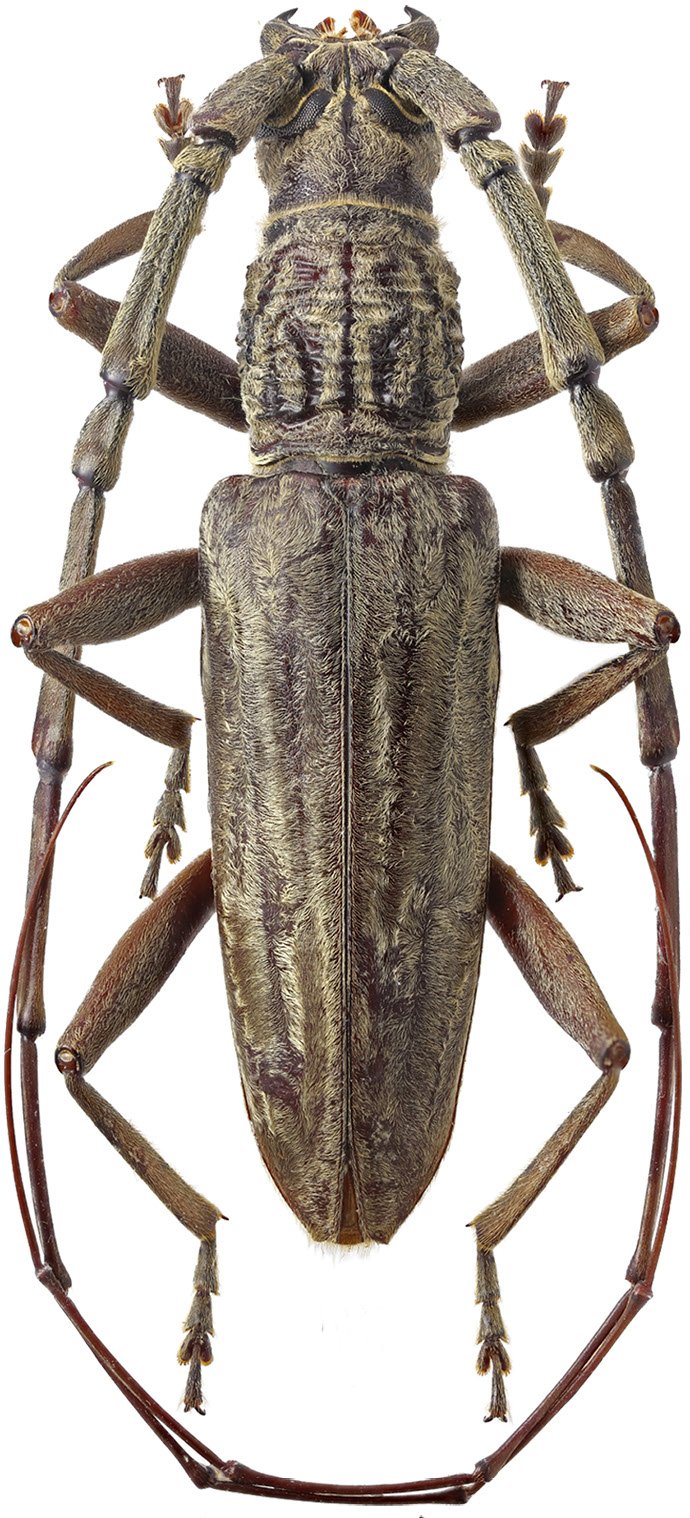 Cerambycidae Genus Thumbnails