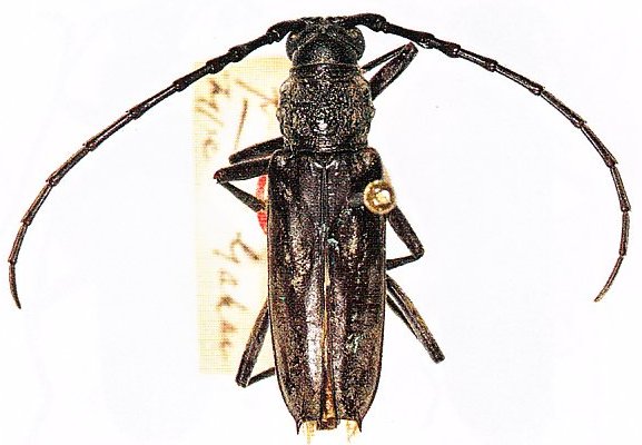 Cerambycidae Genus Thumbnails