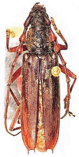 Cerambycidae Genus Thumbnails