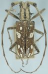 Cerambycidae Genus Thumbnails