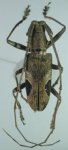 Cerambycidae Genus Thumbnails