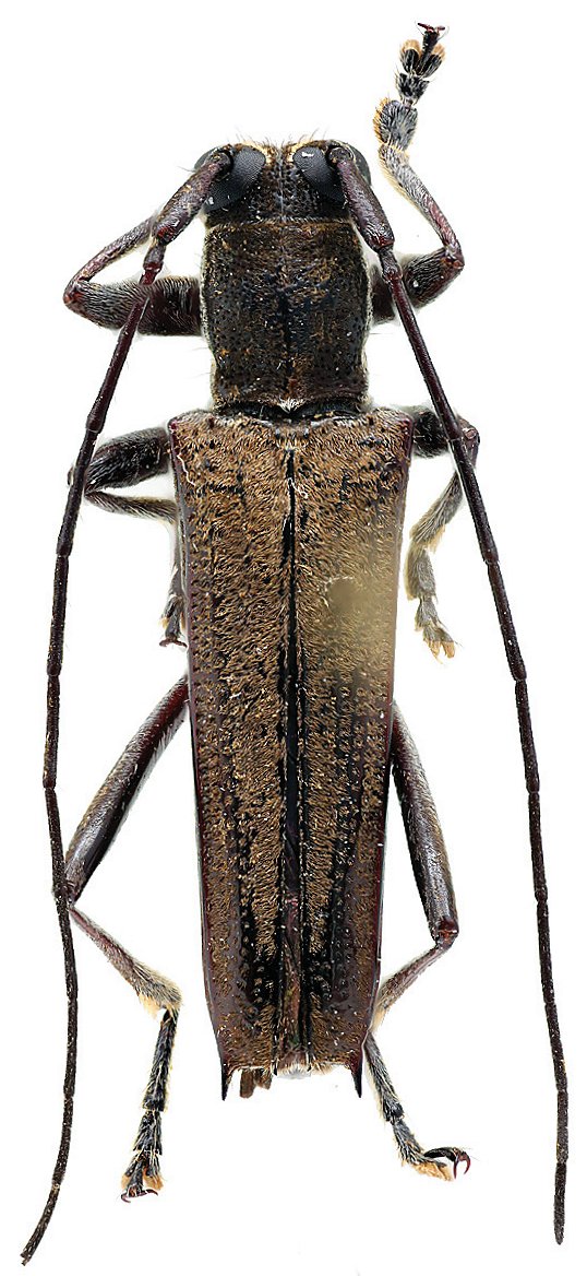 Cerambycidae Genus Thumbnails